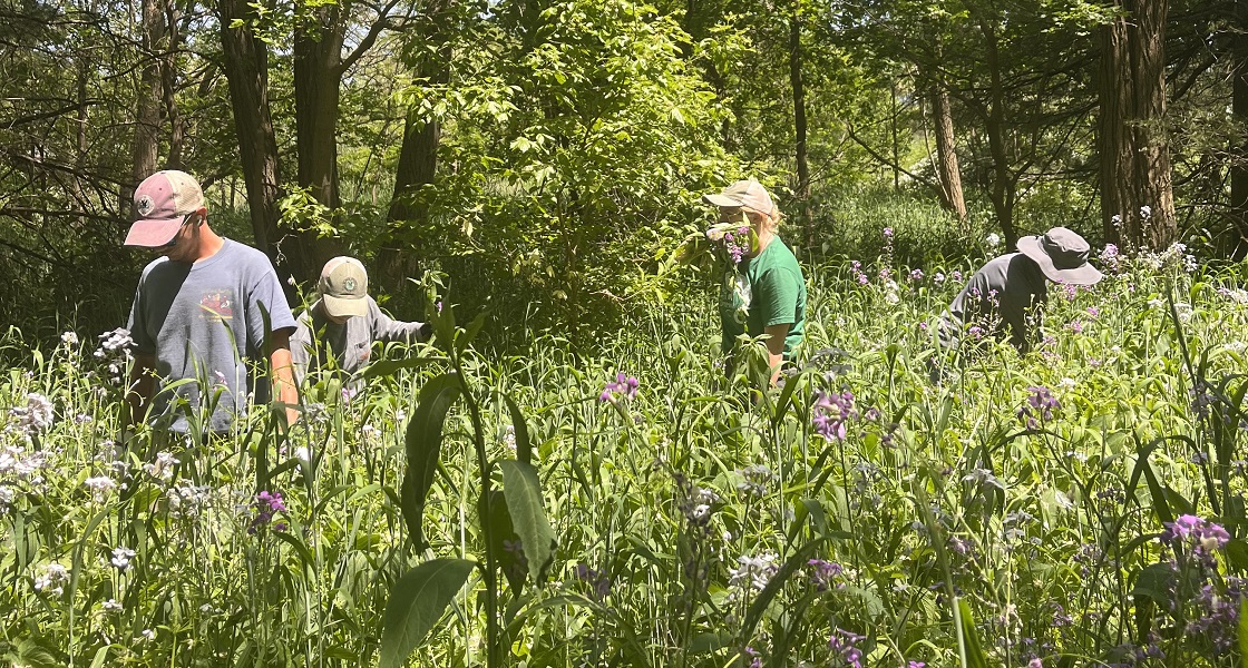 Black-Swamp-Conservancy-at-work