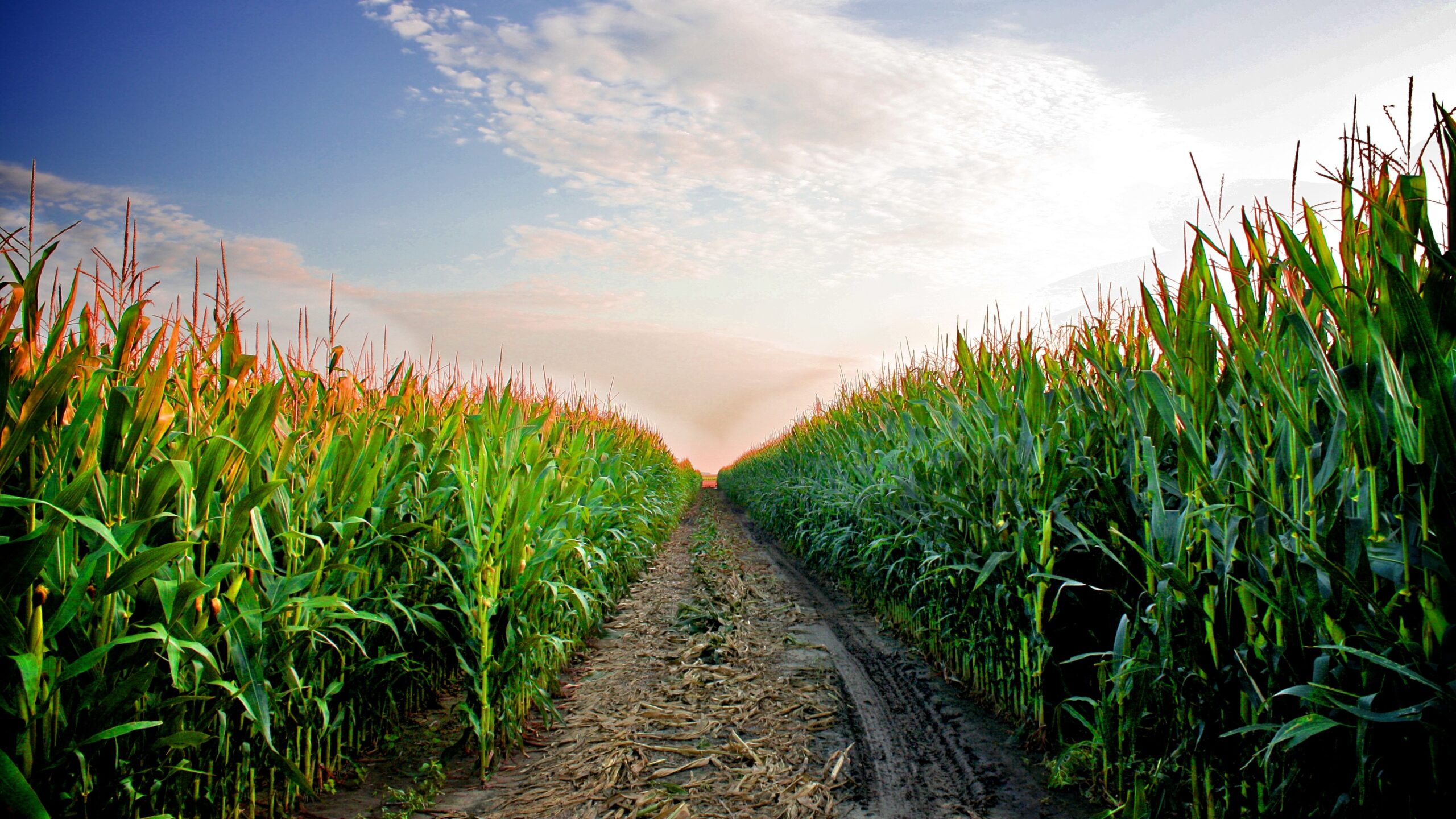 A road leads deep into a Kansas cornfield in late July.