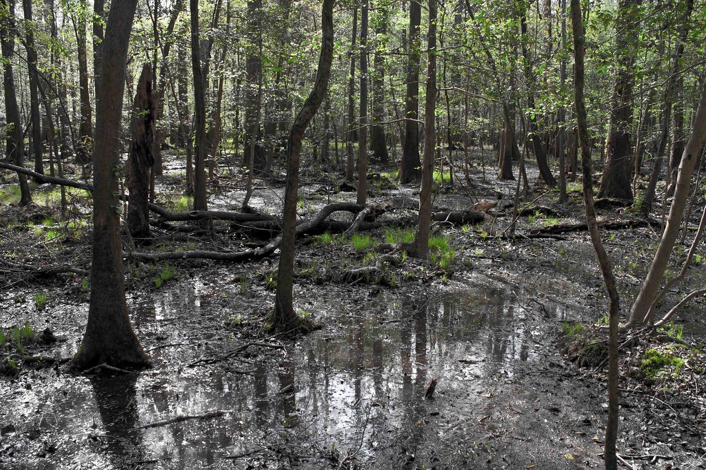 The black swamp was a difficult place to inhabit